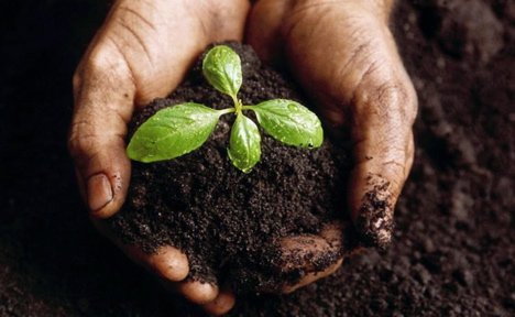 Biochar_Answer
