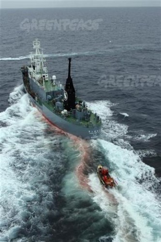 Small Greenpeace boat tries to stop Japanese whaling in the South Atlantic