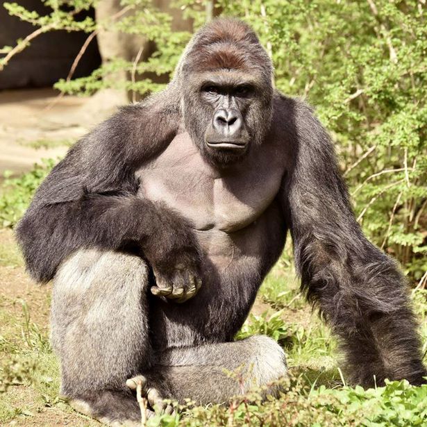 Clicks Out For Harambe Death Race And Memes Cyborgology Clicks Out For Harambe Death Race And Memes Cyborgology