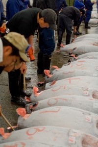 Buyers inspect the day's tuna offerings in the vast labyrinth of Tsukiji fish market. Photo by Elena Gurzhiy via Flickr creative commons.
