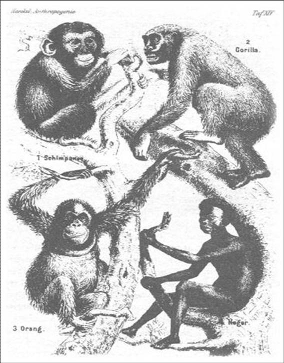 Black Racist Porn - Whites, Blacks, and Apes in the Great Chain of Being - Sociological Images