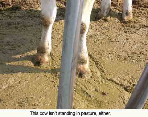 cow_standing2