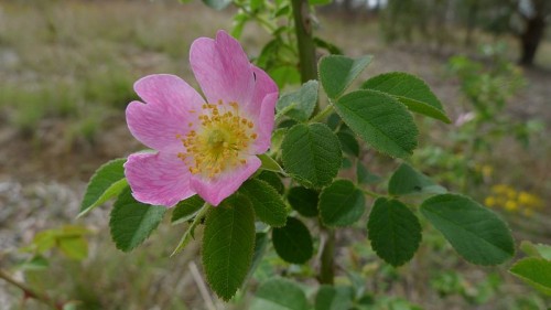 http://commons.wikimedia.org/wiki/File:Briar_Rose_in_flower_(6498552641).jpg